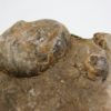 Goniatites americanus - Image 6
