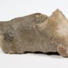Goniatites americanus - Image 3