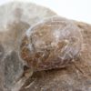 Goniatites americanus - Image 5