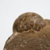 Goniatites americanus - Image 2