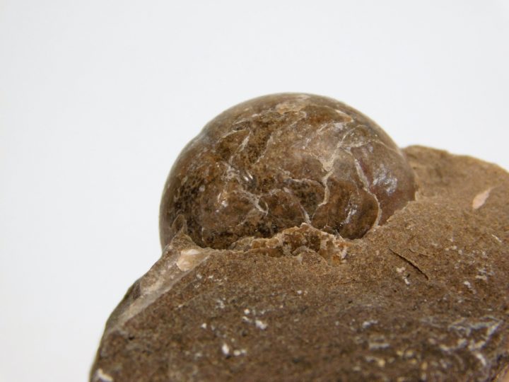 Goniatites americanus