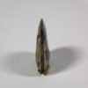 Sphenodiscus lenticularis - Image 4