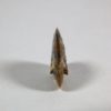 Sphenodiscus lenticularis, The Natural Canvas