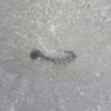 Hallucigenia fortis - Image 3