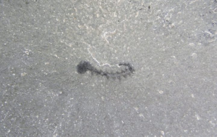 Hallucigenia fortis