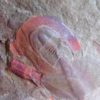 Rare trilobite &#8211; Eoharpes cristatus, The Natural Canvas