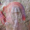 Rare trilobite &#8211; Eoharpes cristatus, The Natural Canvas