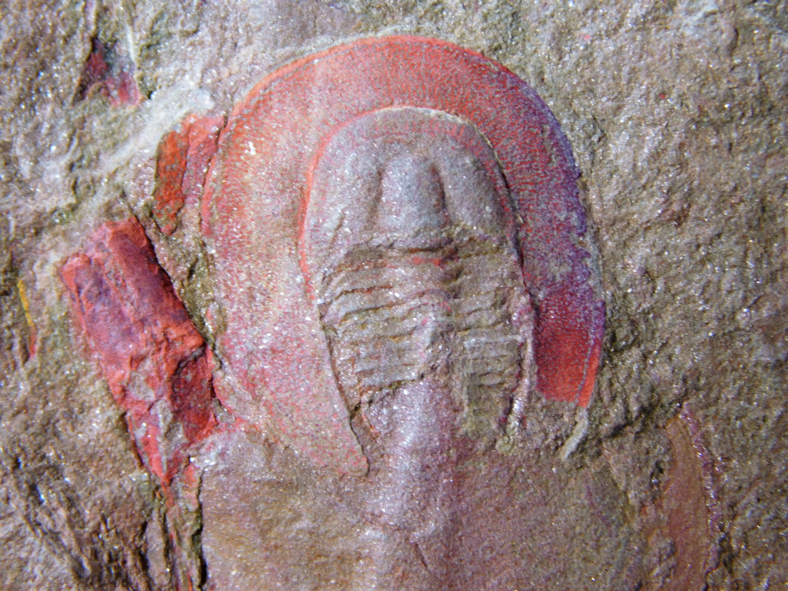 Rare trilobite - Eoharpes cristatus