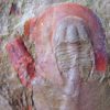 Rare trilobite &#8211; Eoharpes cristatus, The Natural Canvas