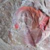 Rare trilobite - Eoharpes cristatus - Image 4