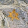 Six-armed starfish, The Natural Canvas