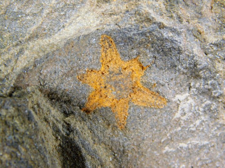 Six-armed starfish