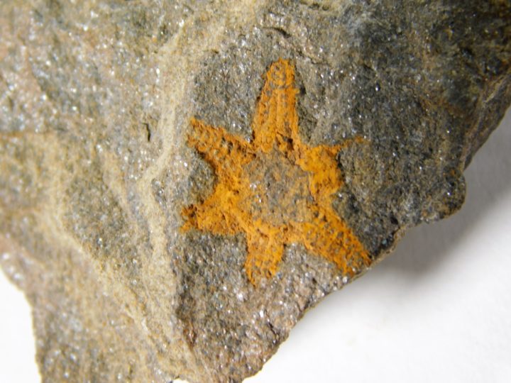 Six-armed starfish, The Natural Canvas