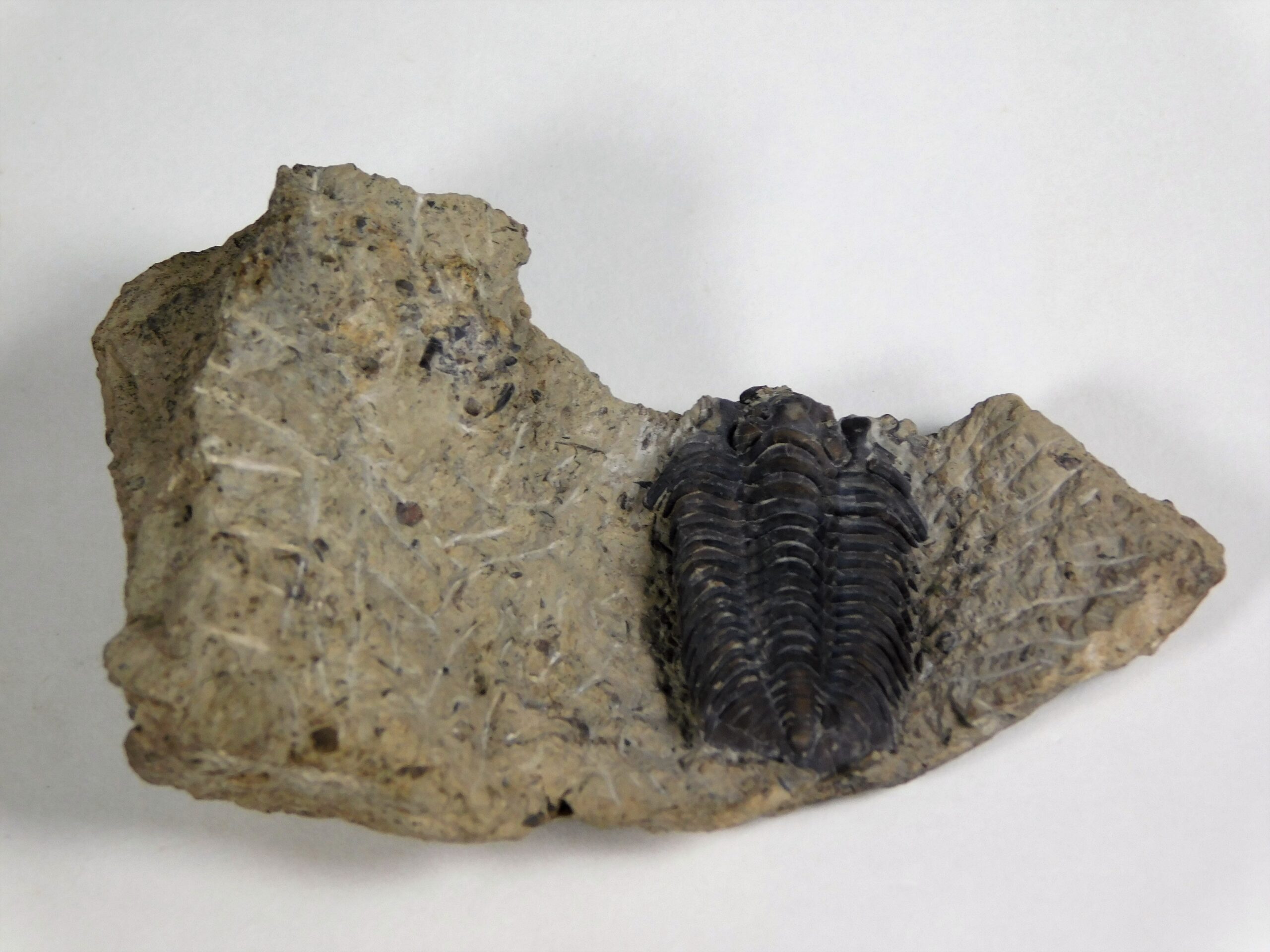 Calymene restevensis - Image 3