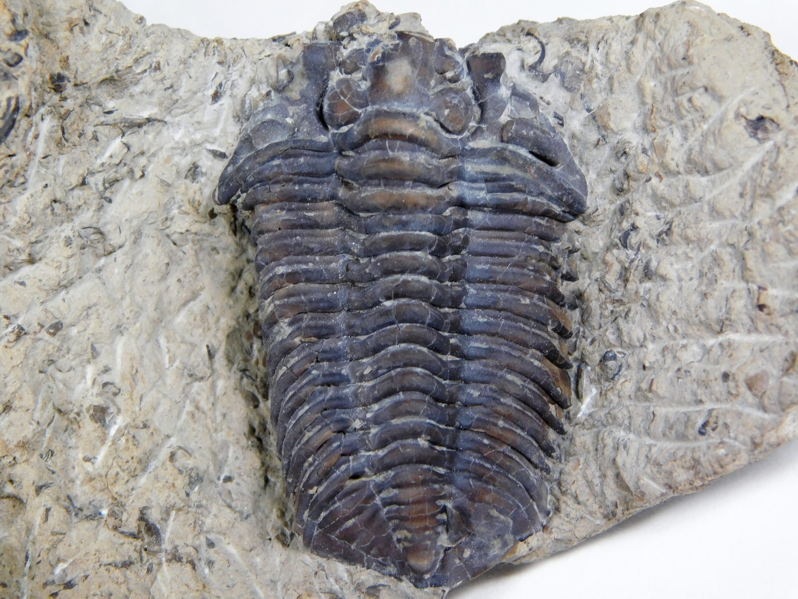Calymene restevensis