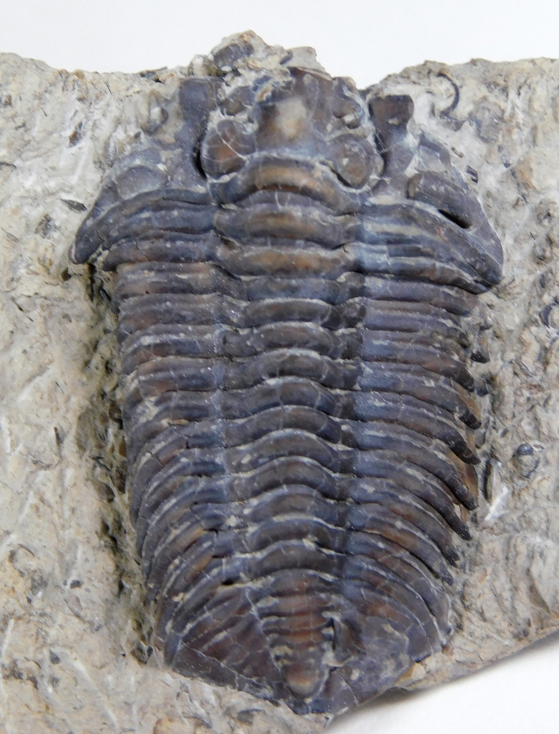Calymene restevensis - Image 4