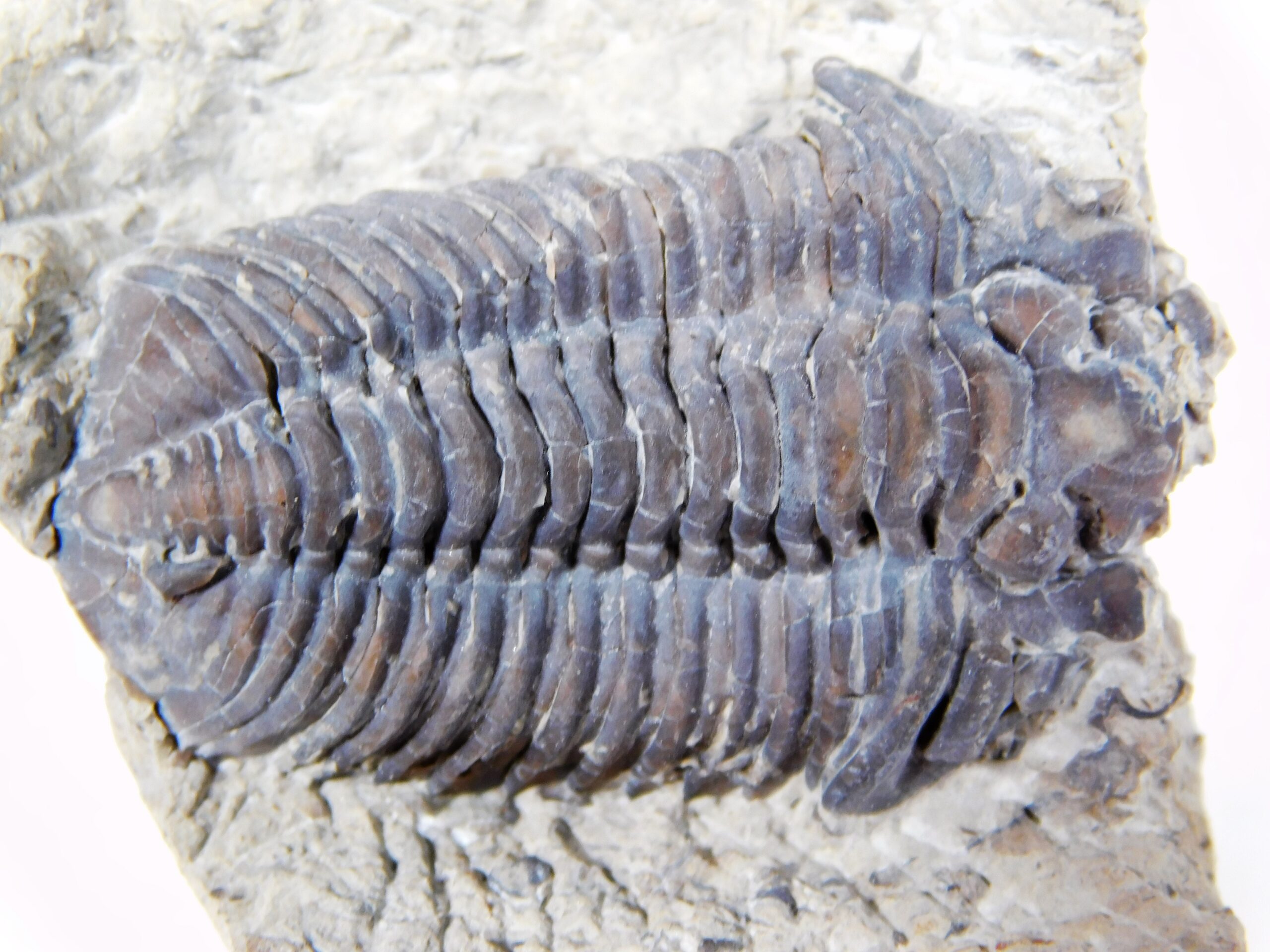Calymene restevensis - Image 5