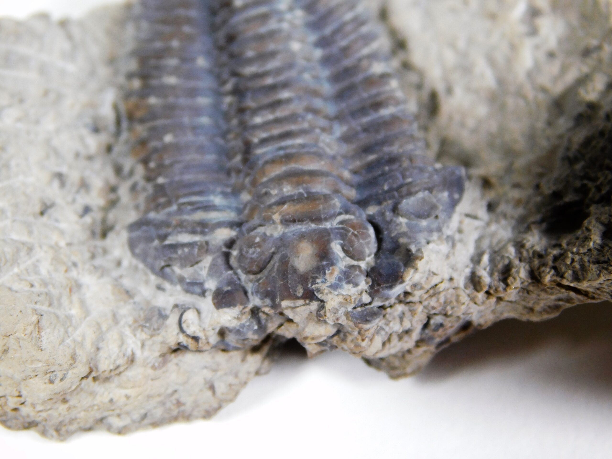 Calymene restevensis - Image 2
