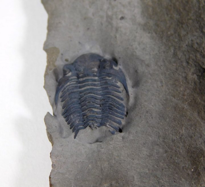 Acastella sp., The Natural Canvas