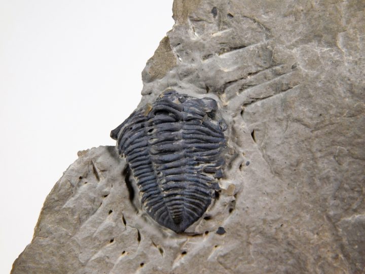 Acastella sp., The Natural Canvas