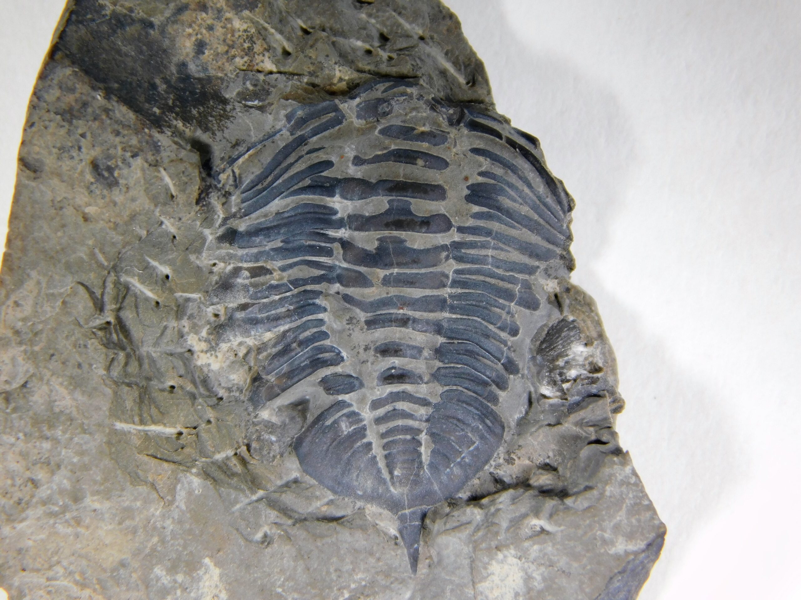 Acastella sp.