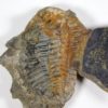 Acastella sp. - Image 2