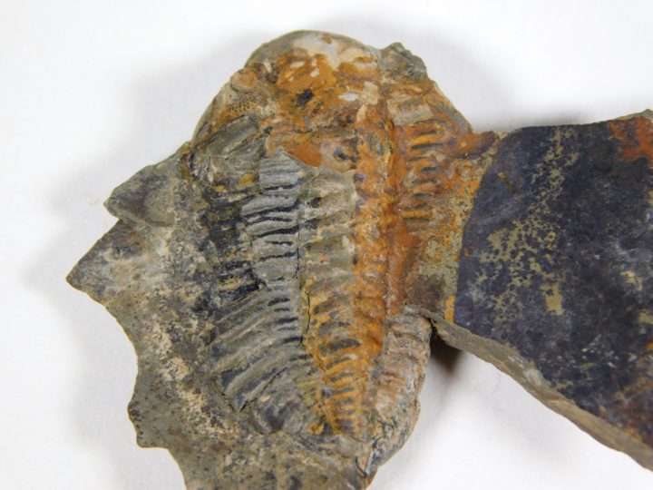 Acastella sp.
