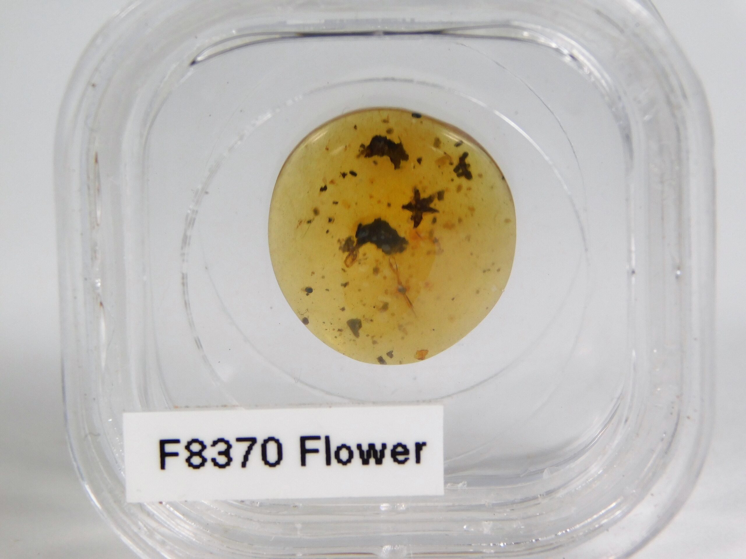 Cretaceous flower - Image 3