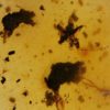 Cretaceous flower - Image 5
