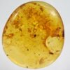 Cretaceous tick - Image 6