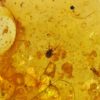 Cretaceous tick - Image 7