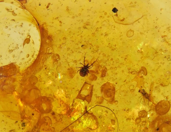 Cretaceous tick