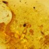 Cretaceous tick - Image 4