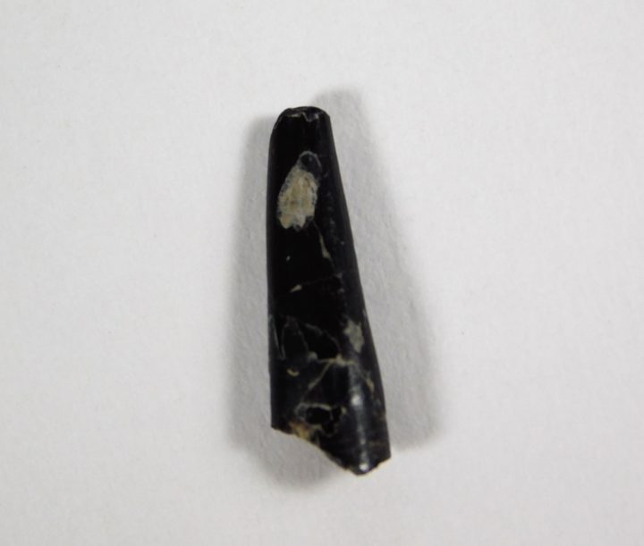 Pterosaur tooth - Portugal