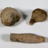 Behuninia provoensis - Image 2