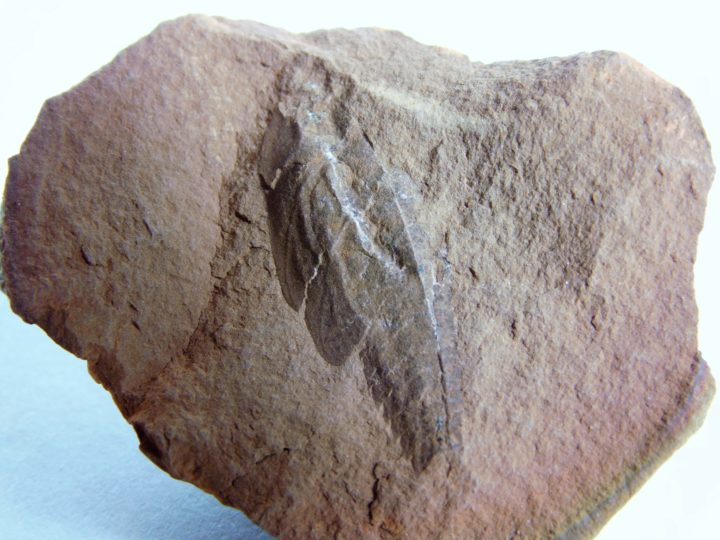 Rochdalia sp.