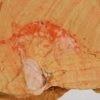 Anomalocaris saron - Image 3