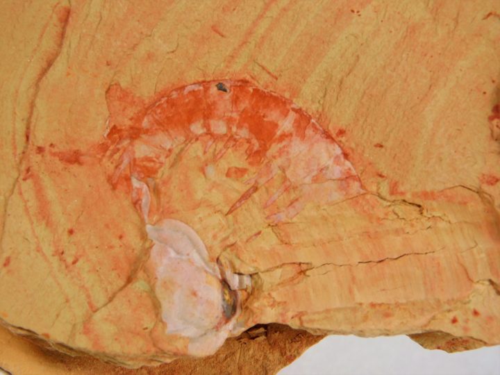 Anomalocaris saron
