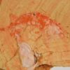 Anomalocaris saron - Image 4