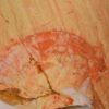 Anomalocaris saron - Image 2