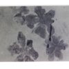 Dactyloidites asteroides - Image 2