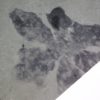 Dactyloidites asteroides - Image 3