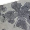 Dactyloidites asteroides - Image 4