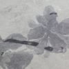Dactyloidites asteroides - Image 5