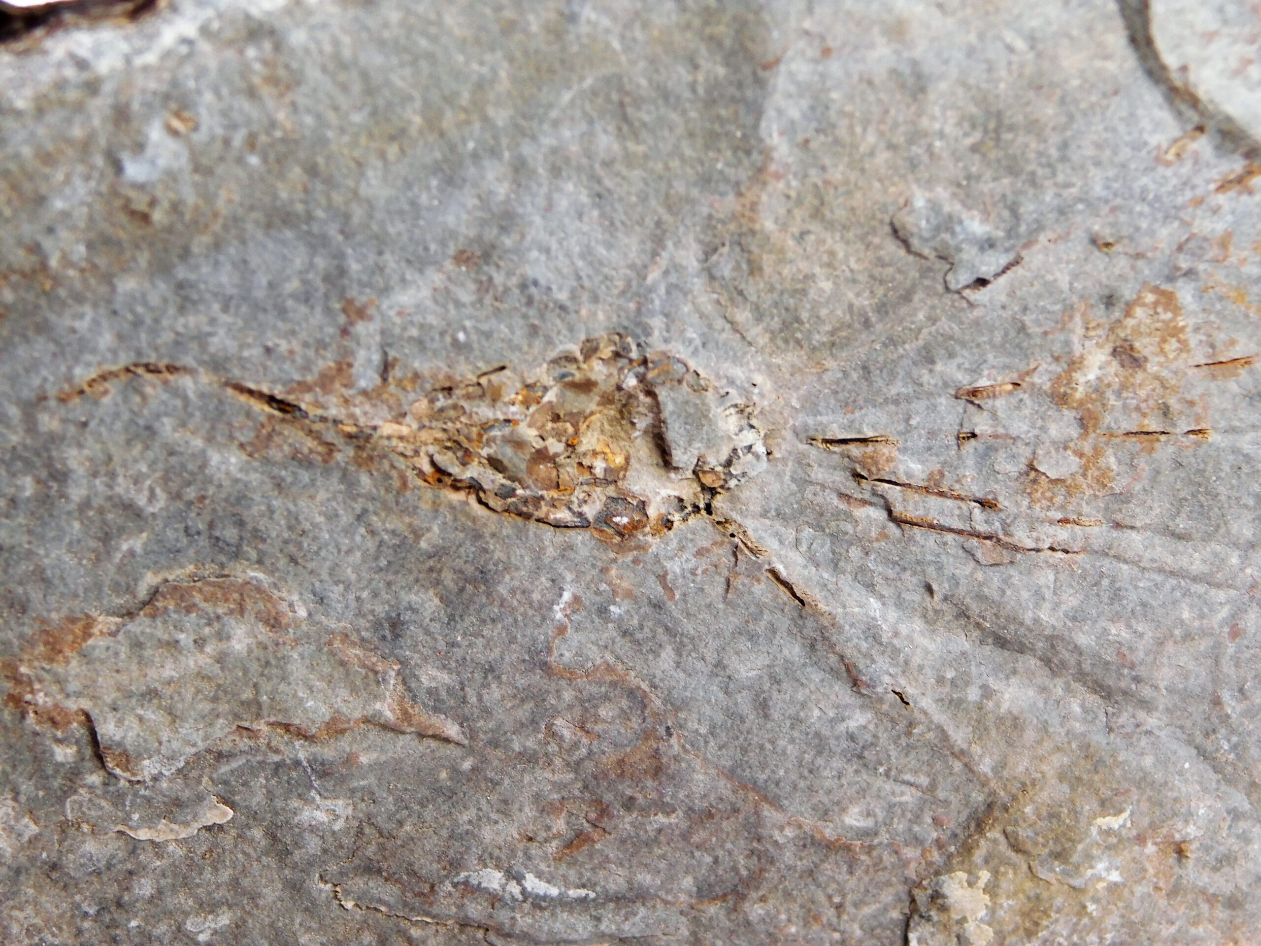 Eocrinoid - Gogia kitchnerensis
