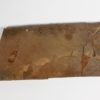 Gogia kitchnerensis - Image 3