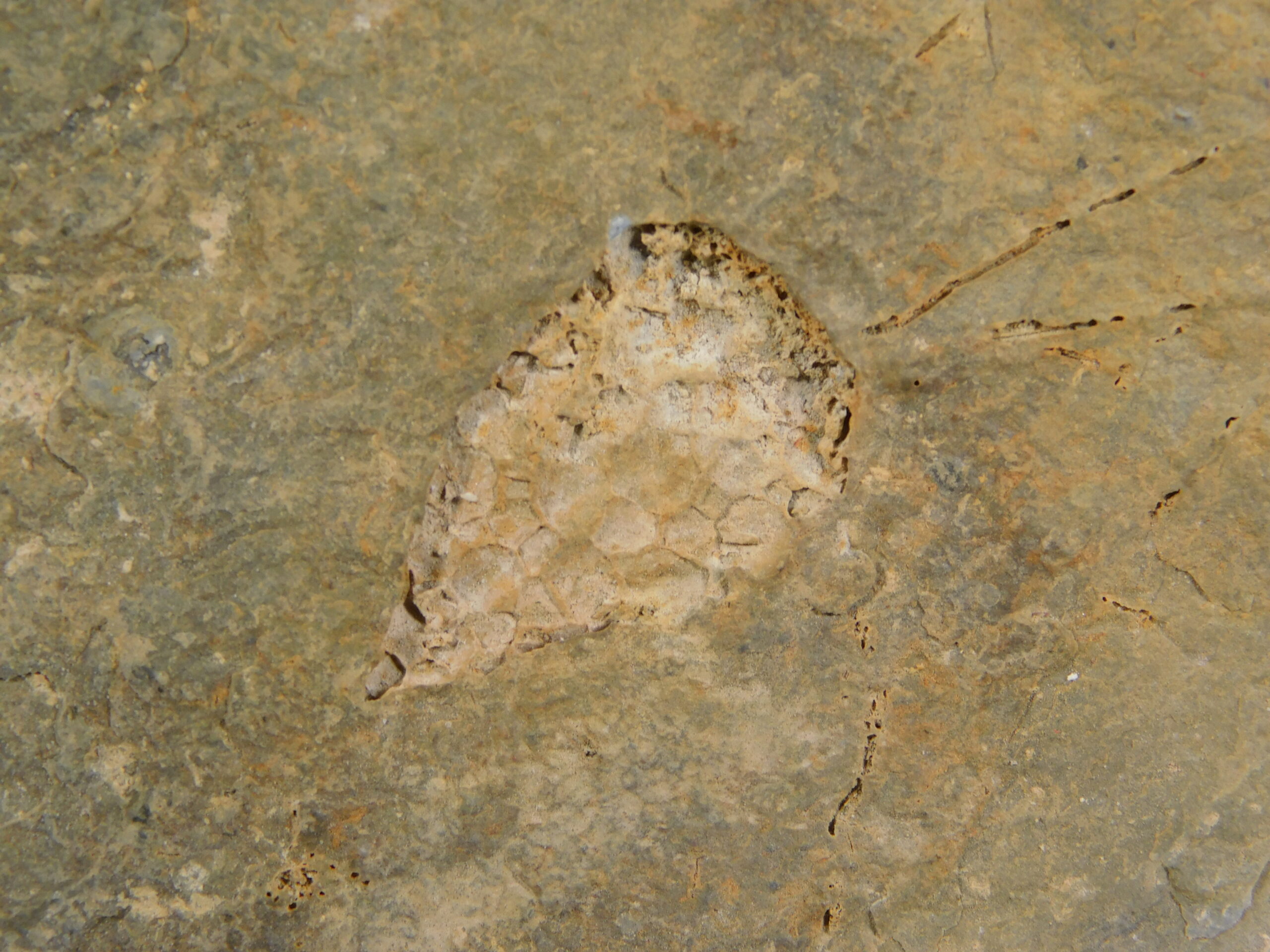 Eocrinoid - Gogia kitchnerensis