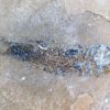 Jurassic Fish from New Mexico &#8211; Hulettia americana, The Natural Canvas
