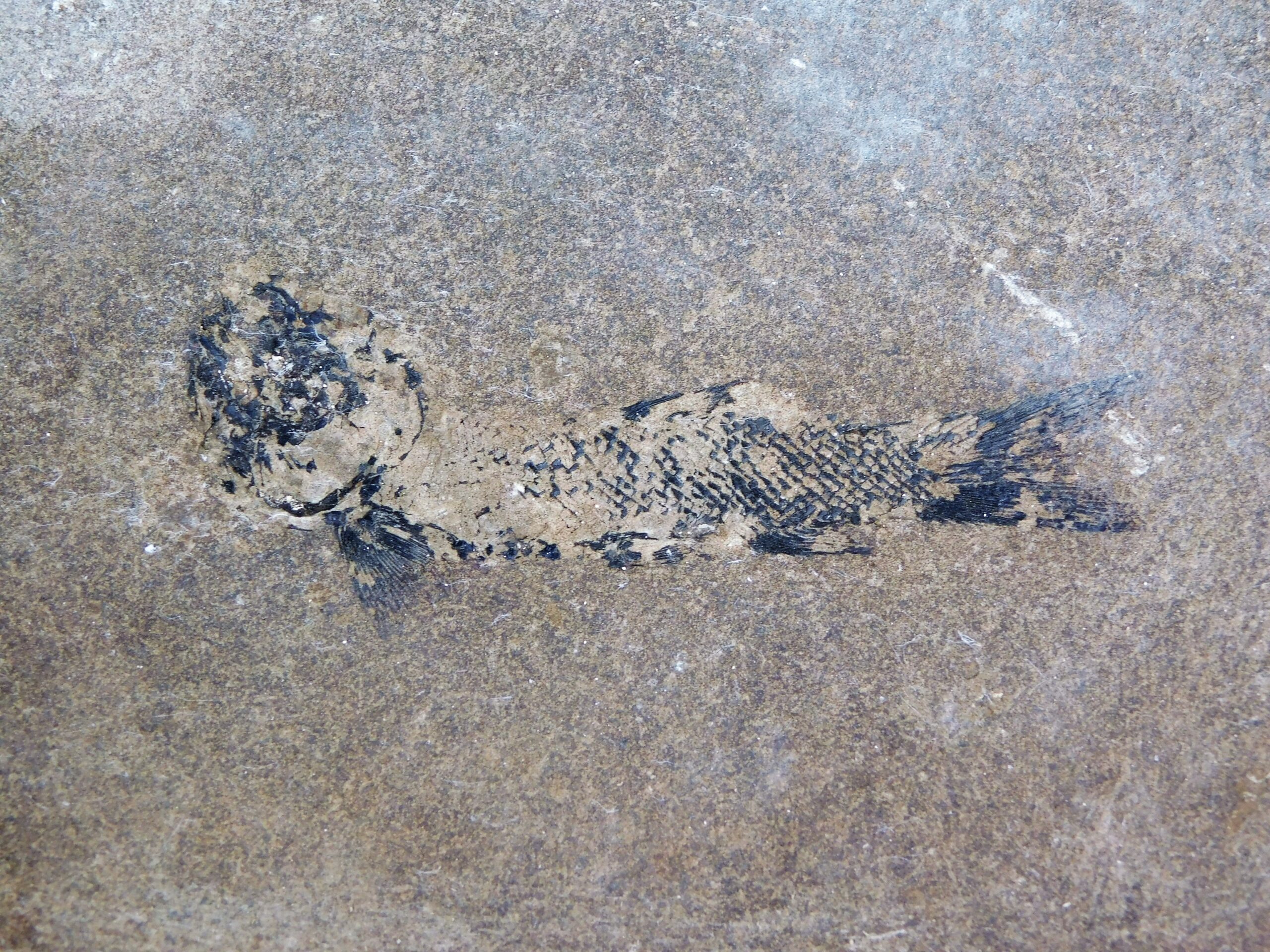 Jurassic Fish from New Mexico - Hulettia americana