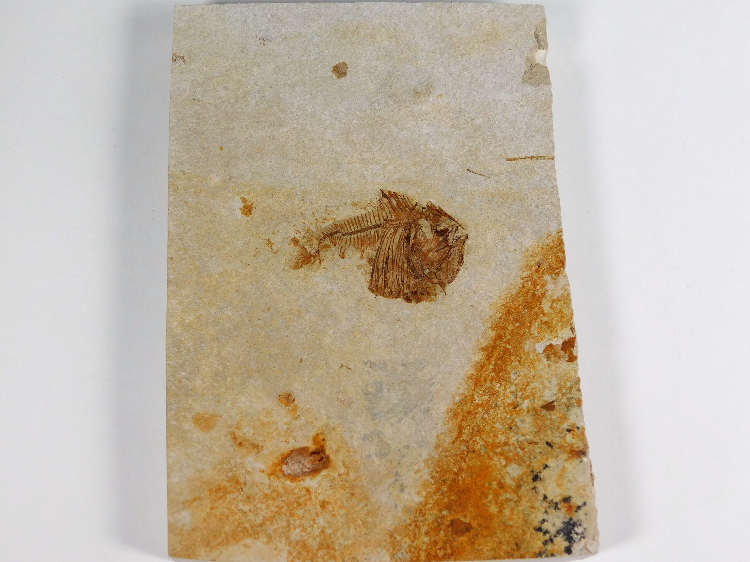 Deepwater Hatchetfish from California - Argyropelecus bullockii - Image 3
